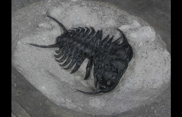 北海道 アンモナイト 希少種 リュウエラ 化石/恐竜 三葉虫 - その他